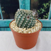 Lobivia or Echinopsis ancistrophora kratochviliana
