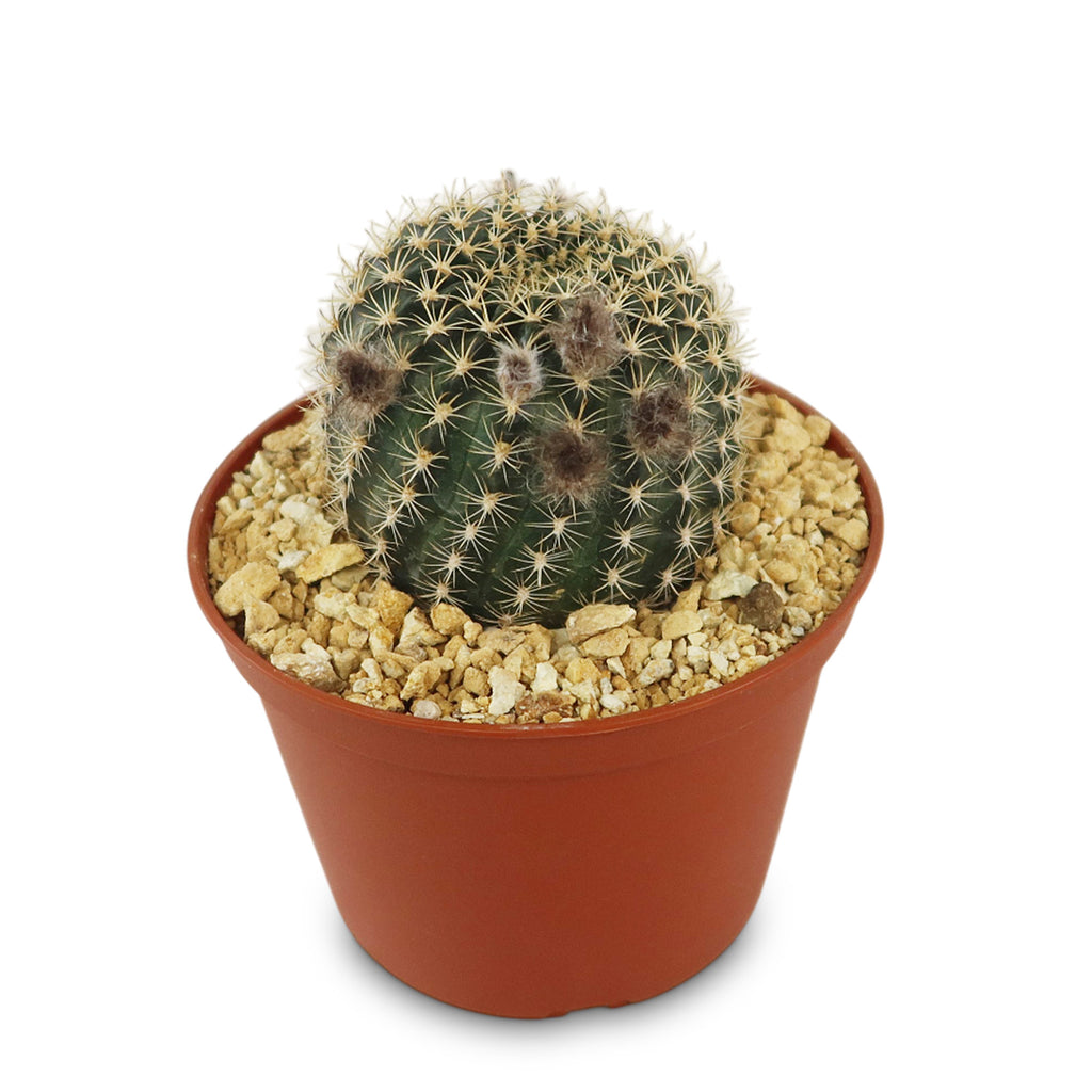 Lobivia or Echinopsis ancistrophora kratochviliana