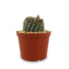 Lobivia or Echinopsis ancistrophora kratochviliana