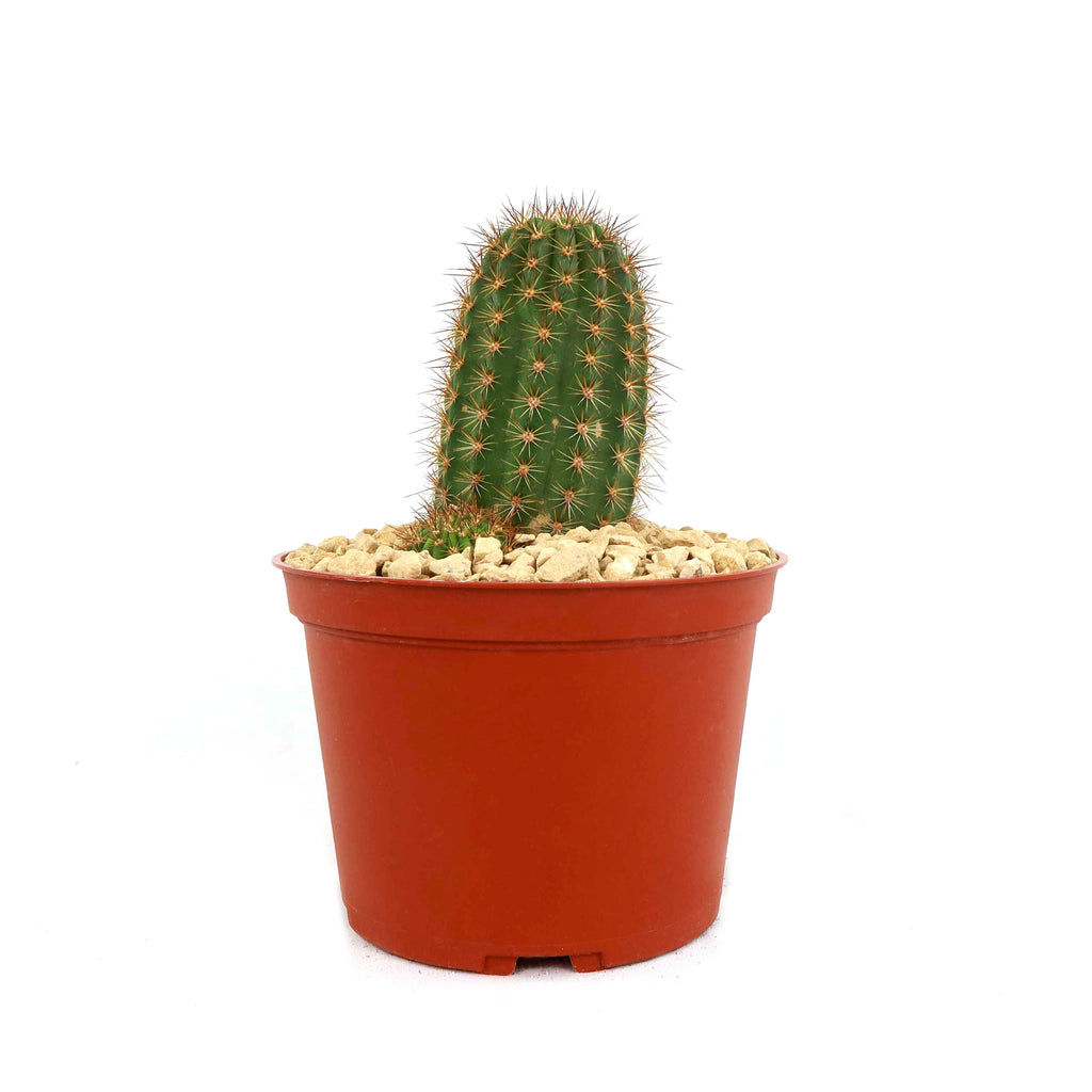 Lobivia purpureominiata