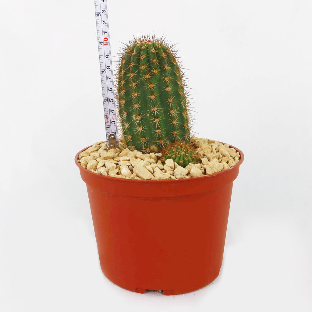 Lobivia purpureominiata