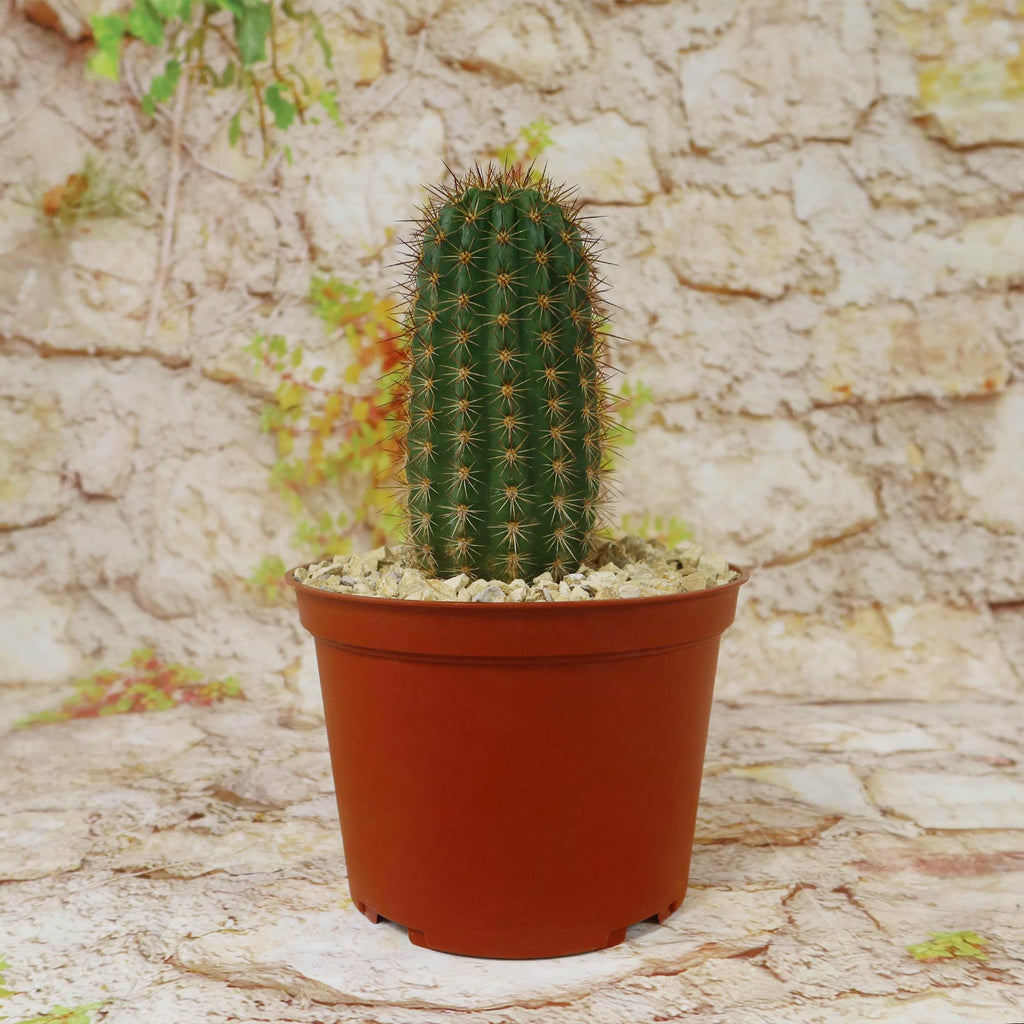 Lobivia purpureominiata