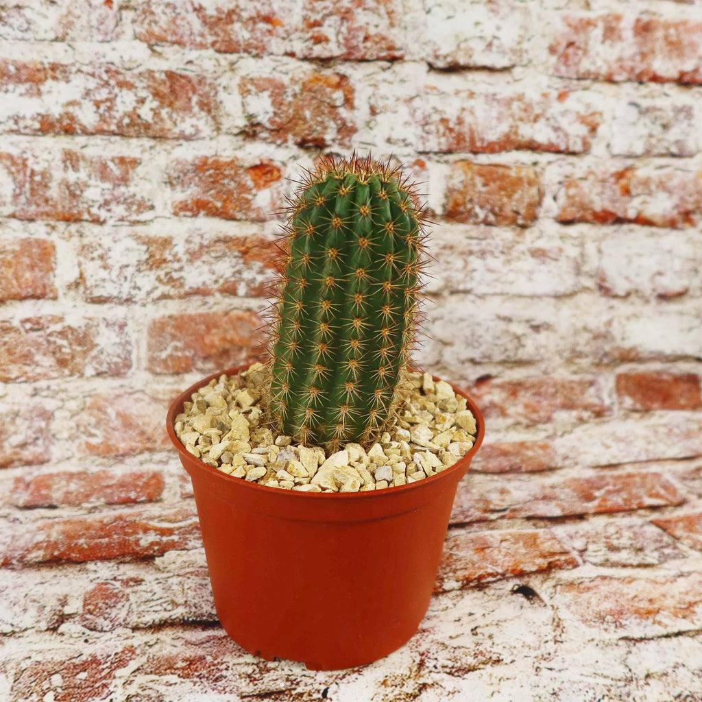 Lobivia purpureominiata