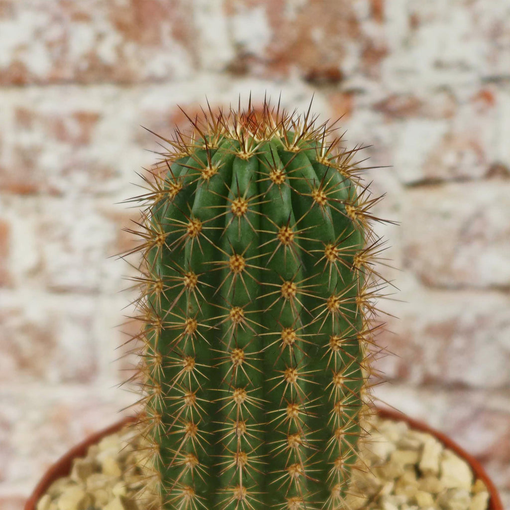 Lobivia purpureominiata