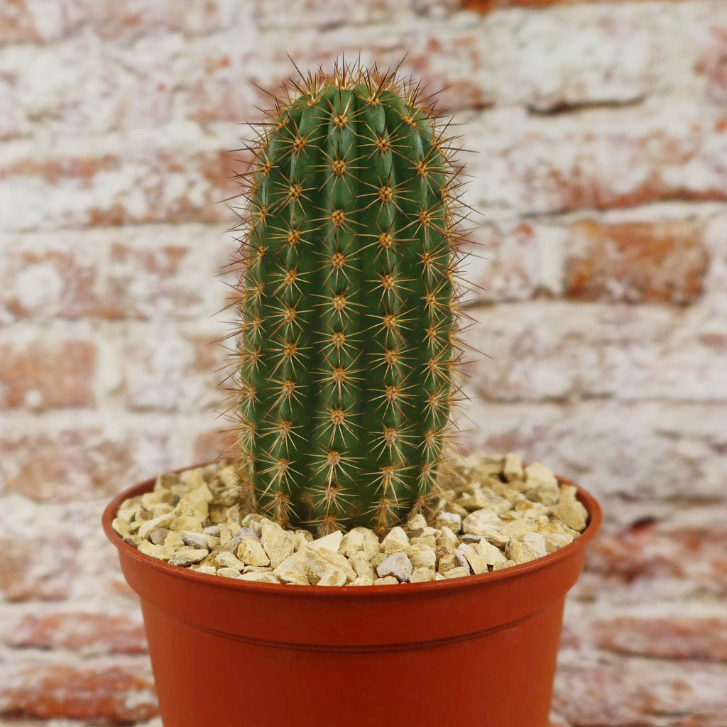 Lobivia purpureominiata