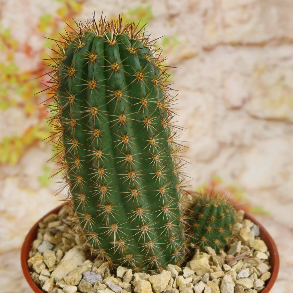 Lobivia purpureominiata