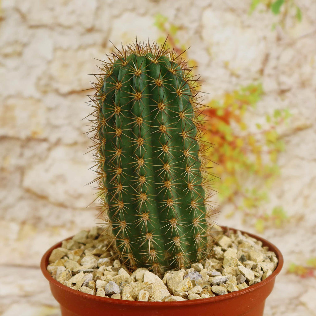 Lobivia purpureominiata