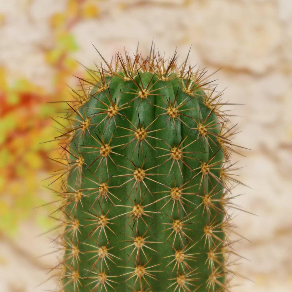 Lobivia purpureominiata