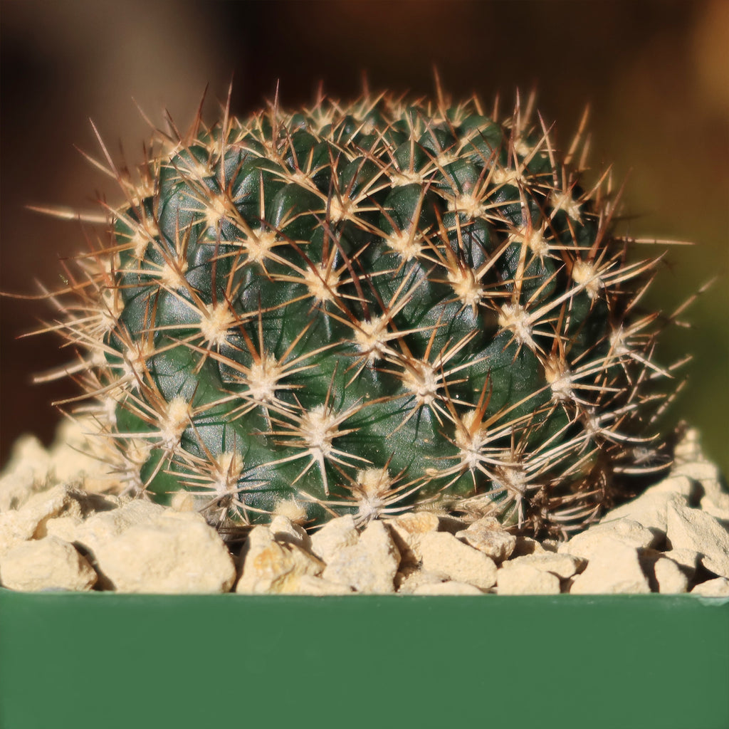 Lobivia schieleana quiabayensis