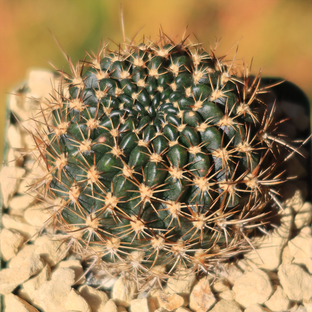 Lobivia schieleana quiabayensis