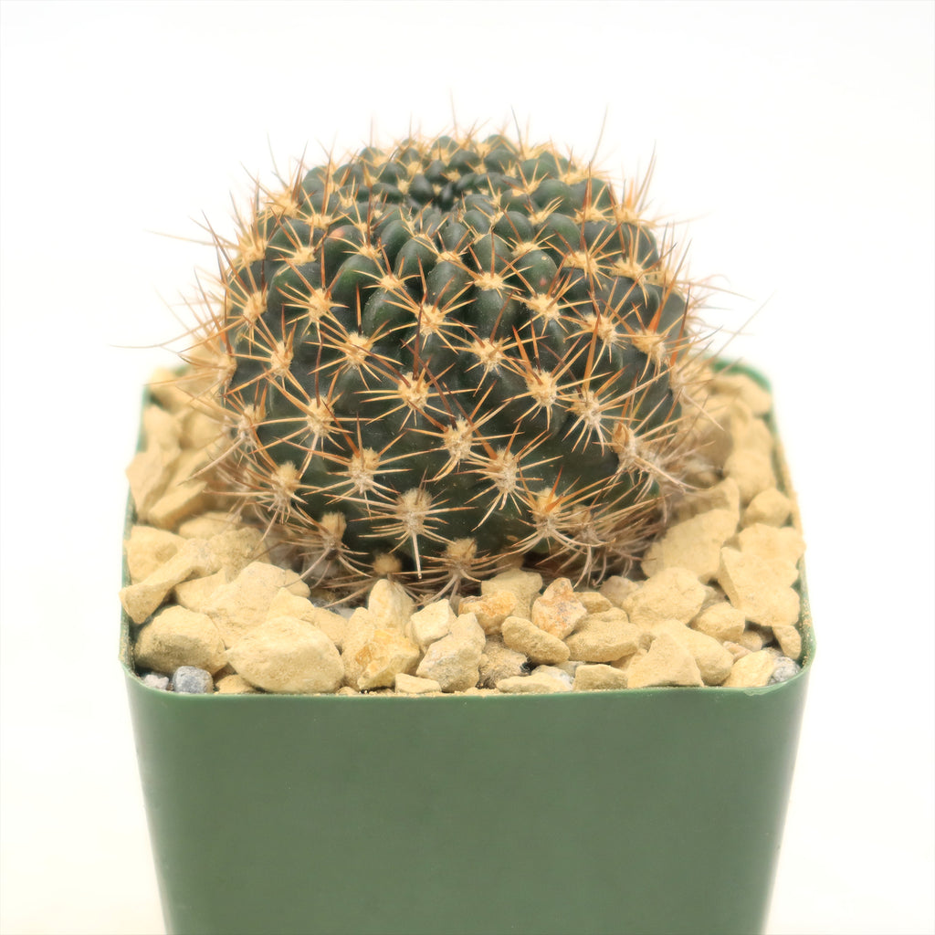 Lobivia schieleana quiabayensis