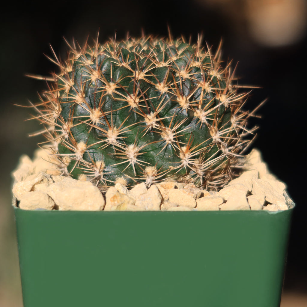 Lobivia schieleana quiabayensis