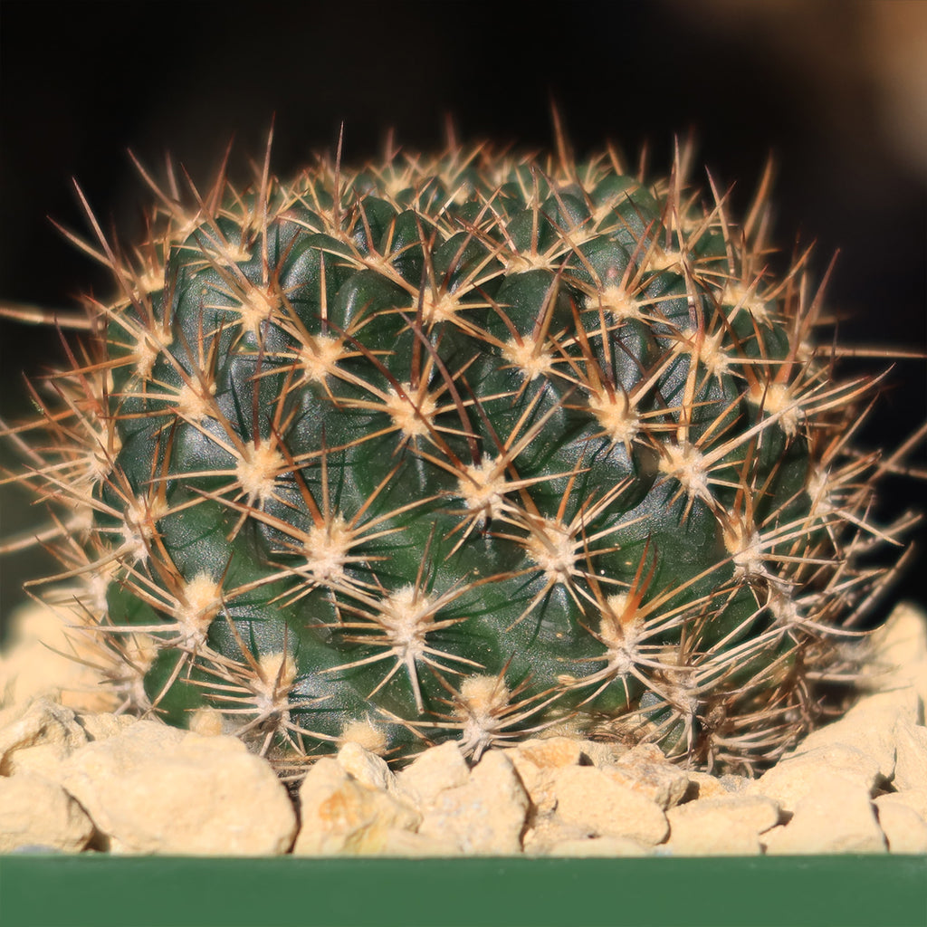 Lobivia schieleana quiabayensis