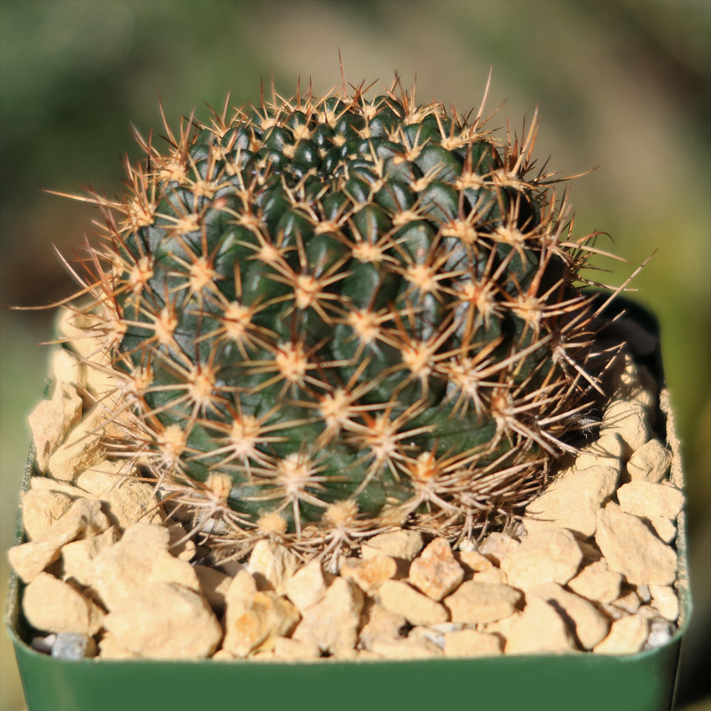 Lobivia schieleana quiabayensis