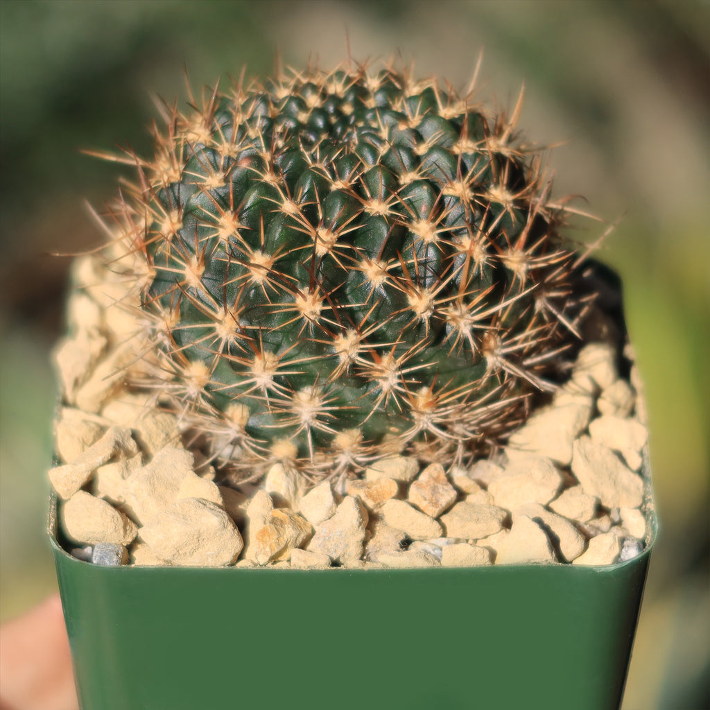 Lobivia schieleana quiabayensis