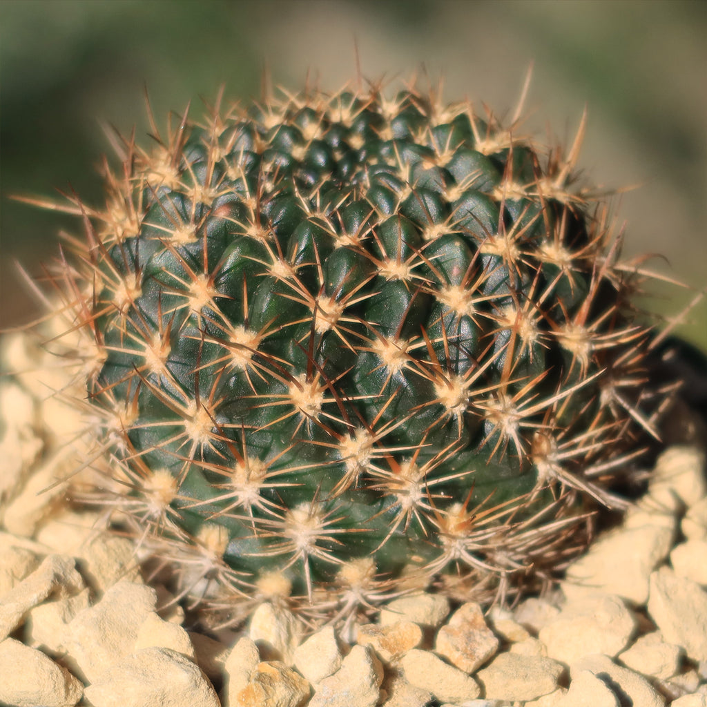 Lobivia schieleana quiabayensis