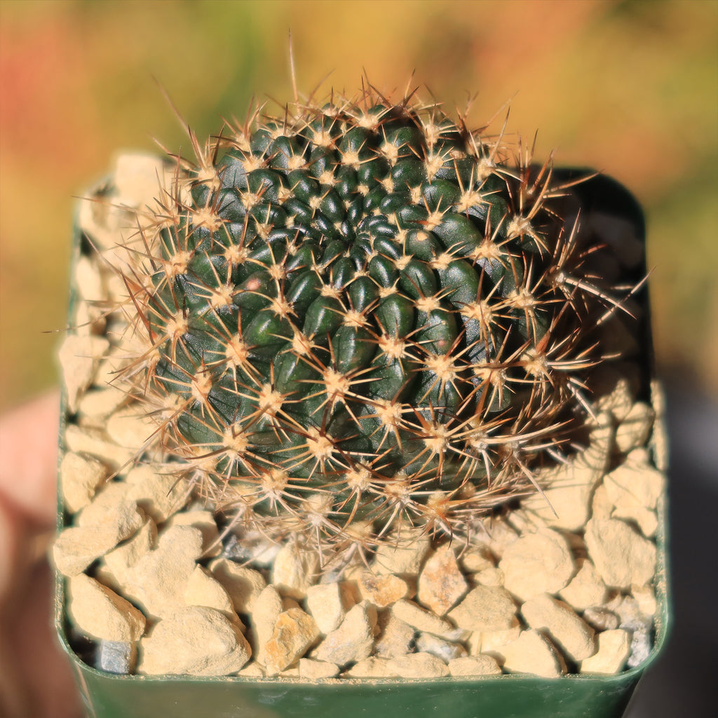 Lobivia schieleana quiabayensis