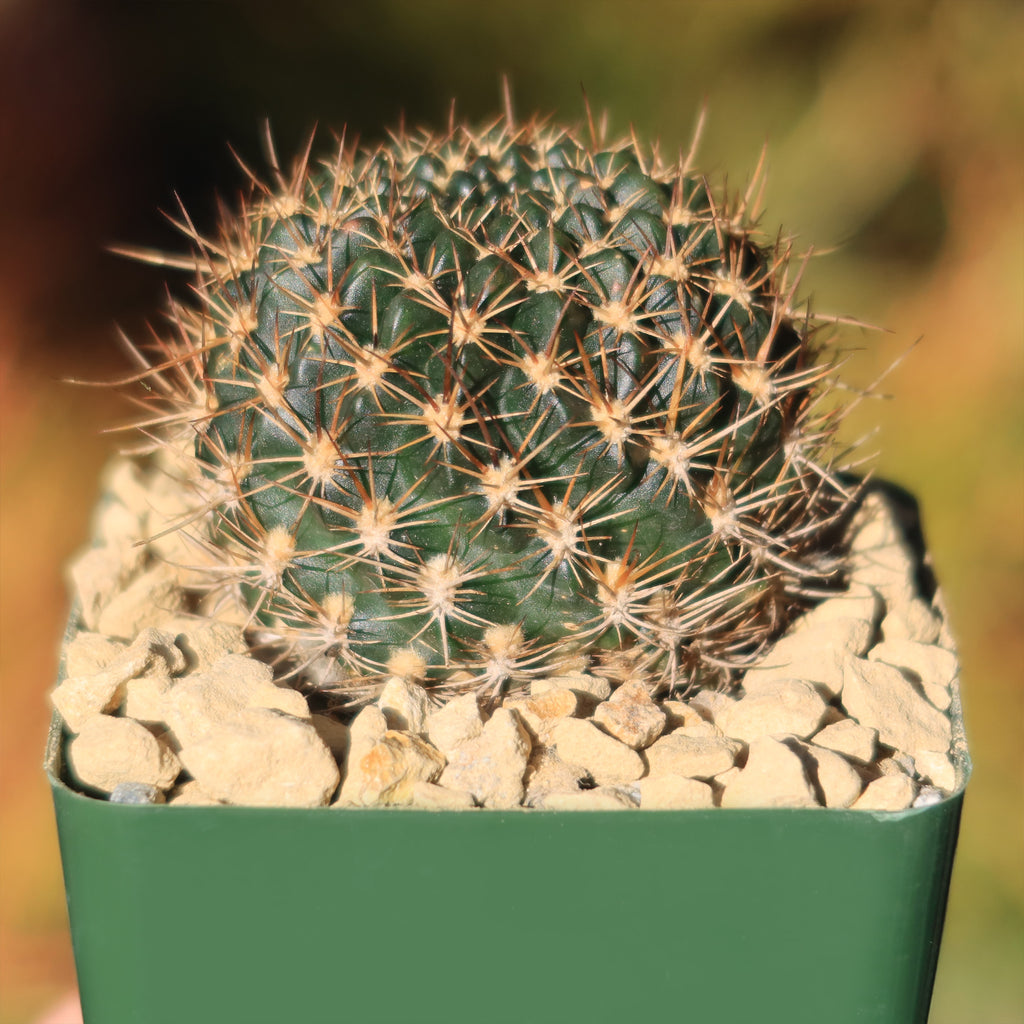 Lobivia schieleana quiabayensis