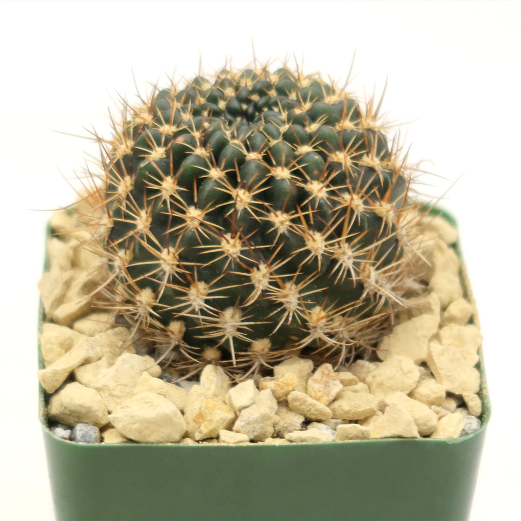 Lobivia schieleana quiabayensis