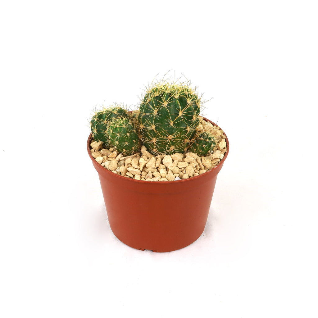 Lobivia schieleana quiabayensis