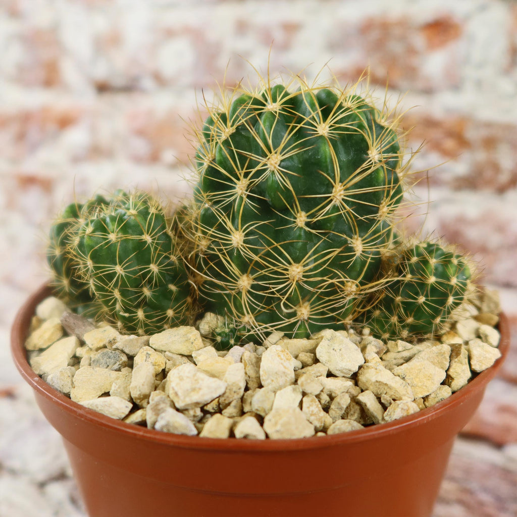 Lobivia schieleana quiabayensis