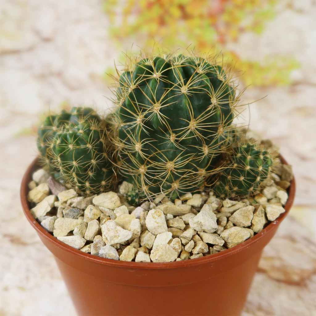 Lobivia schieleana quiabayensis