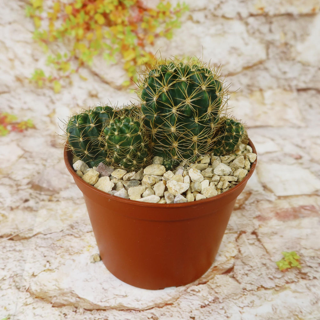 Lobivia schieleana quiabayensis