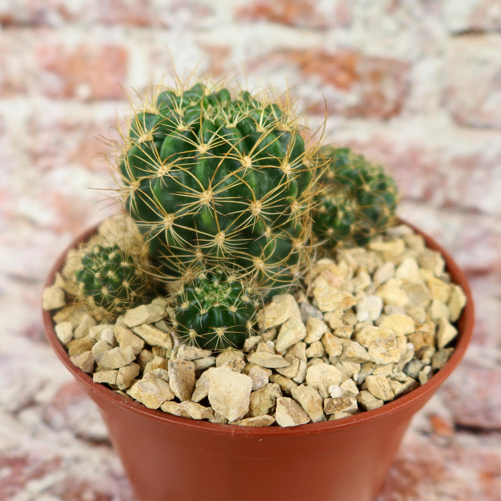 Lobivia schieleana quiabayensis