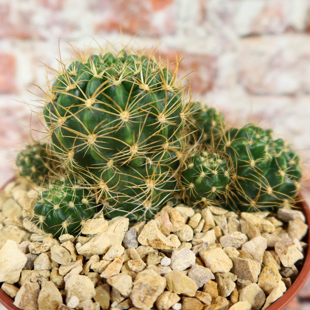 Lobivia schieleana quiabayensis