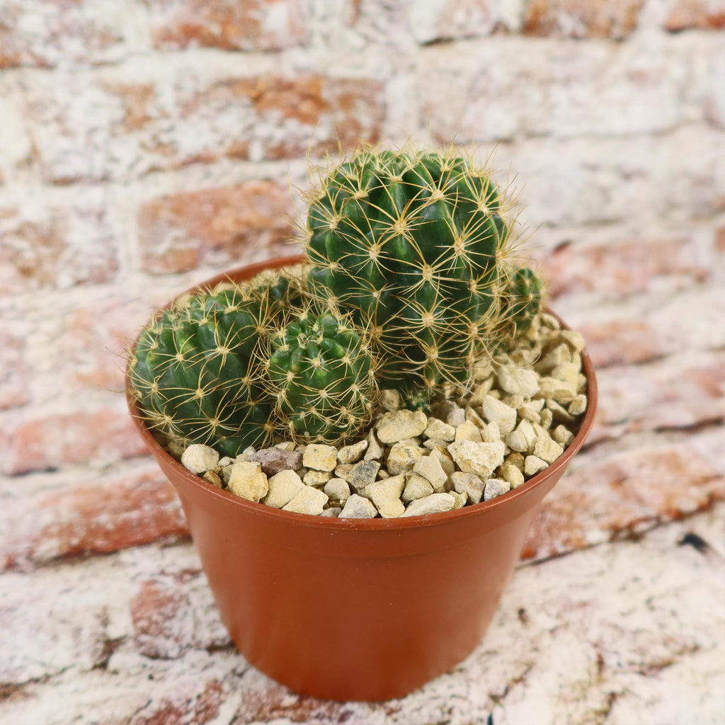 Lobivia schieleana quiabayensis