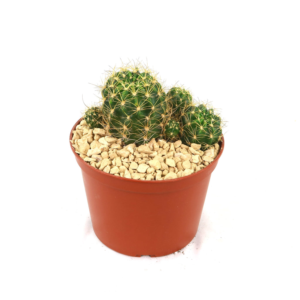 Lobivia schieleana quiabayensis