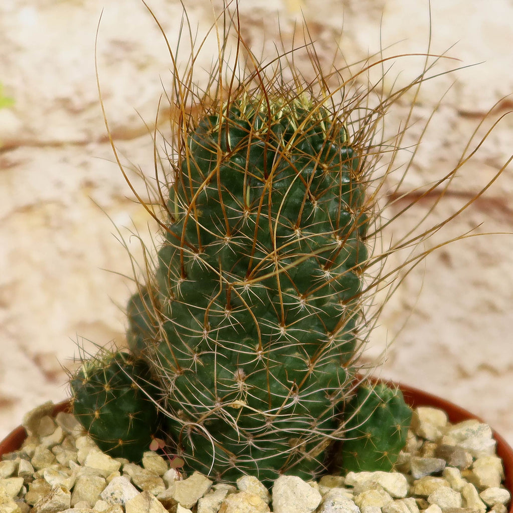 Lobivia wrightiana