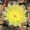 Lobivia Echinopsis aurea v. quinesensis