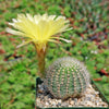 Lobivia Echinopsis aurea v. quinesensis