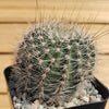 Lobivia Echinopsis aurea v. quinesensis