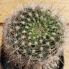 Lobivia Echinopsis aurea v. quinesensis