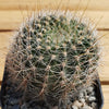 Lobivia Echinopsis aurea v. quinesensis