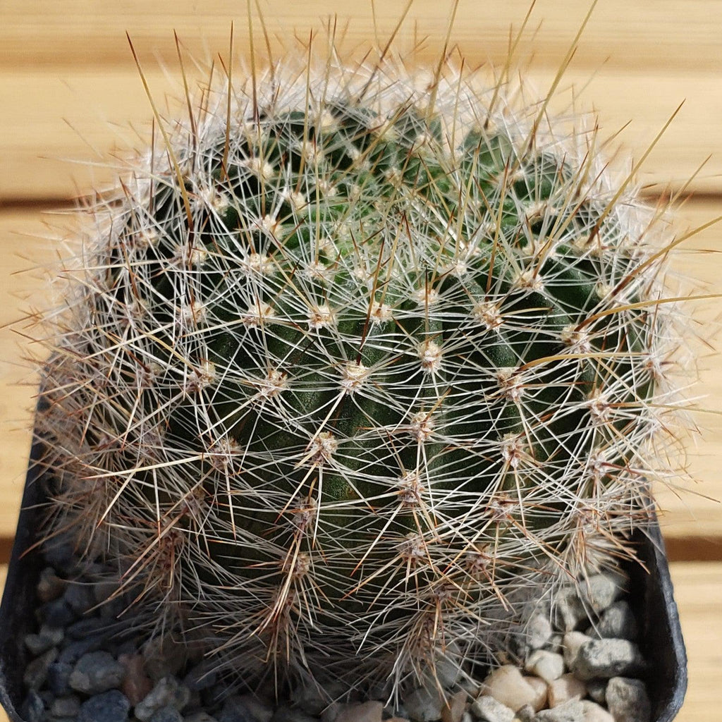 Lobivia Echinopsis aurea v. quinesensis