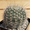 Lobivia Echinopsis aurea v. quinesensis