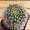 Lobivia Echinopsis aurea v. quinesensis