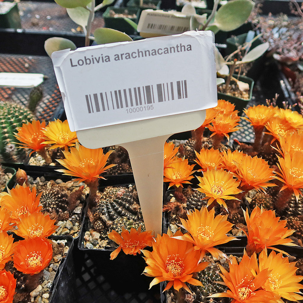 Lobivia arachnacantha