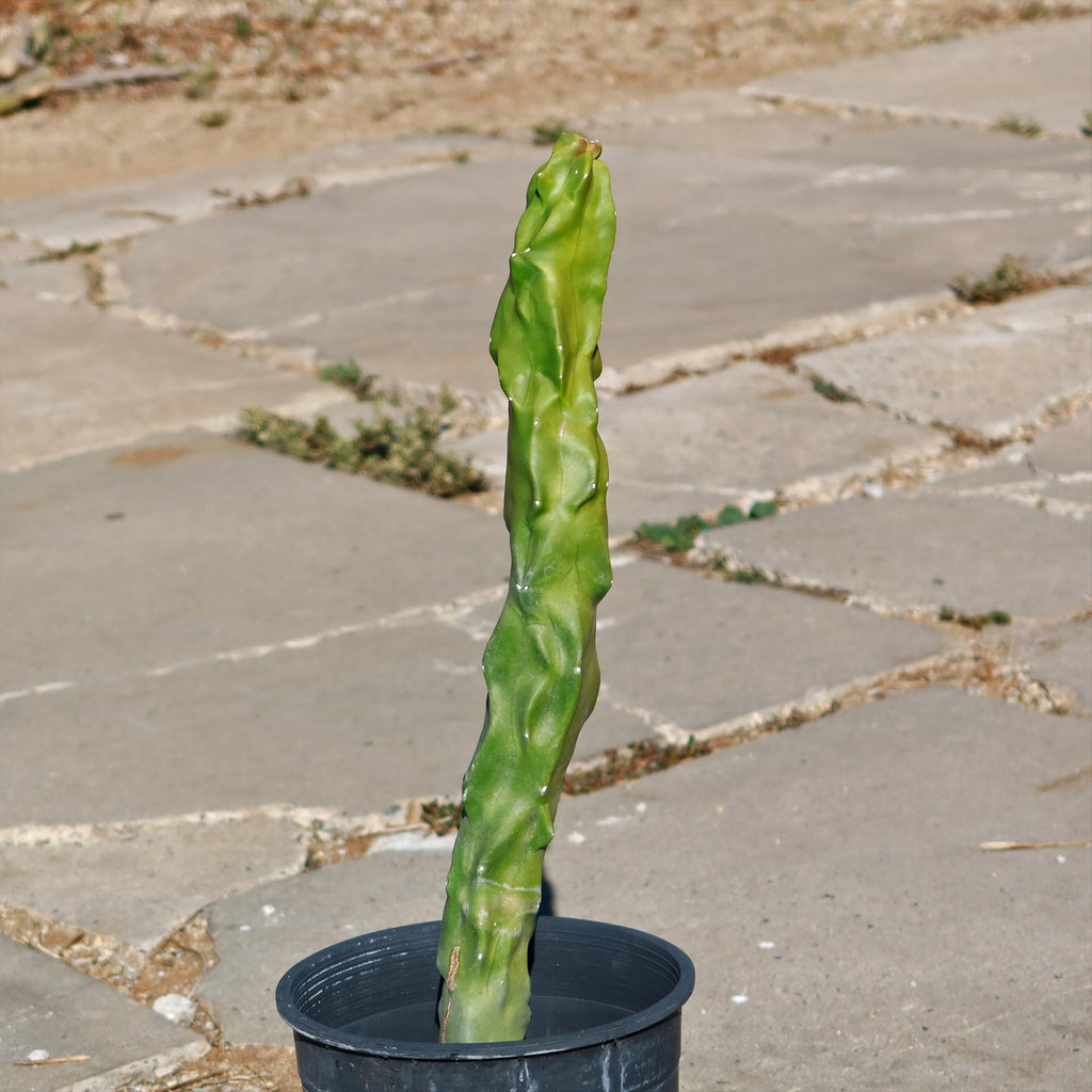 Lophocereus schottii "mieckleyanus"(Skinny)