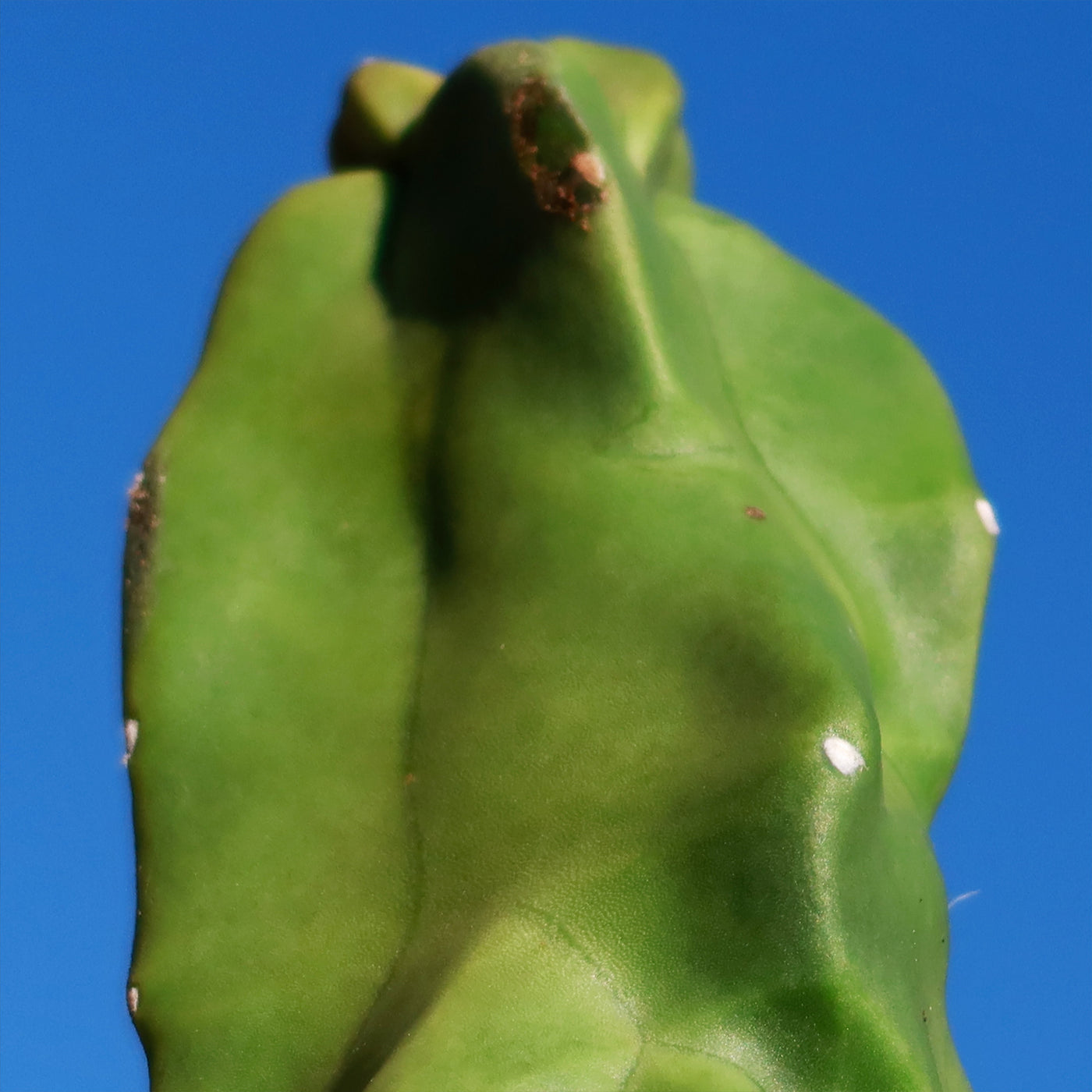 Lophocereus schotti "mieckleyanus"(Skinny)