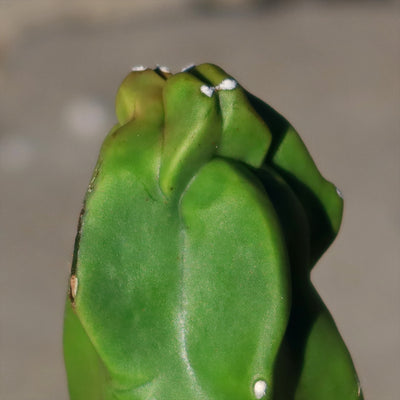 Lophocereus schotti "mieckleyanus"(Skinny)