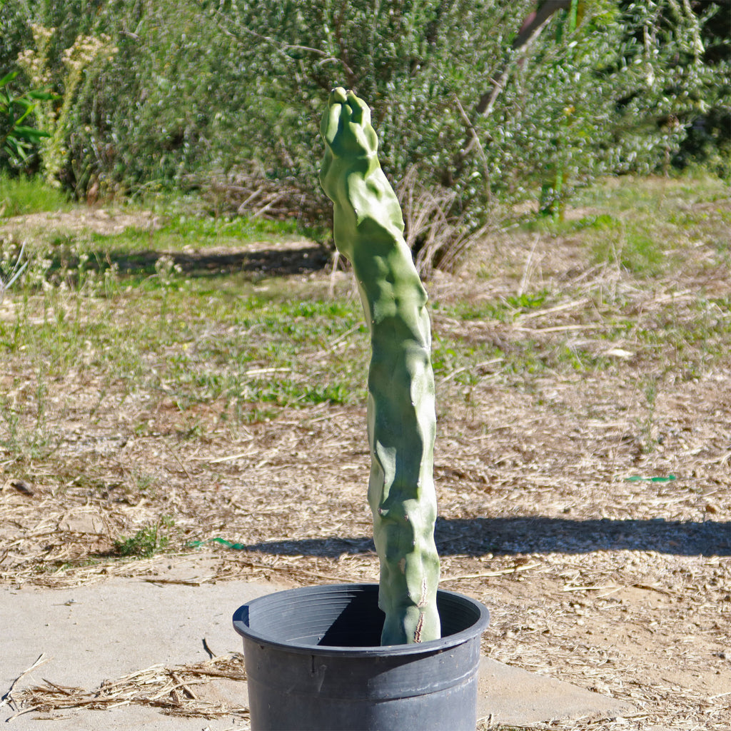 Lophocereus schottii "mieckleyanus"(Skinny)