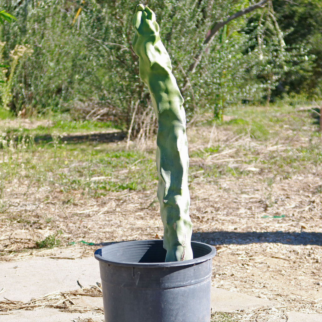 Lophocereus schottii "mieckleyanus"(Skinny)
