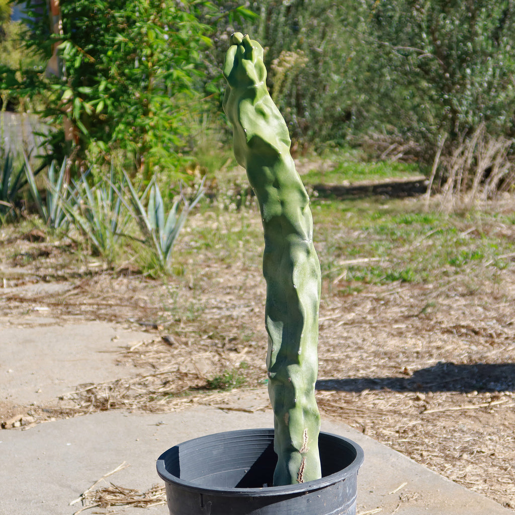 Lophocereus schottii "mieckleyanus"(Skinny)