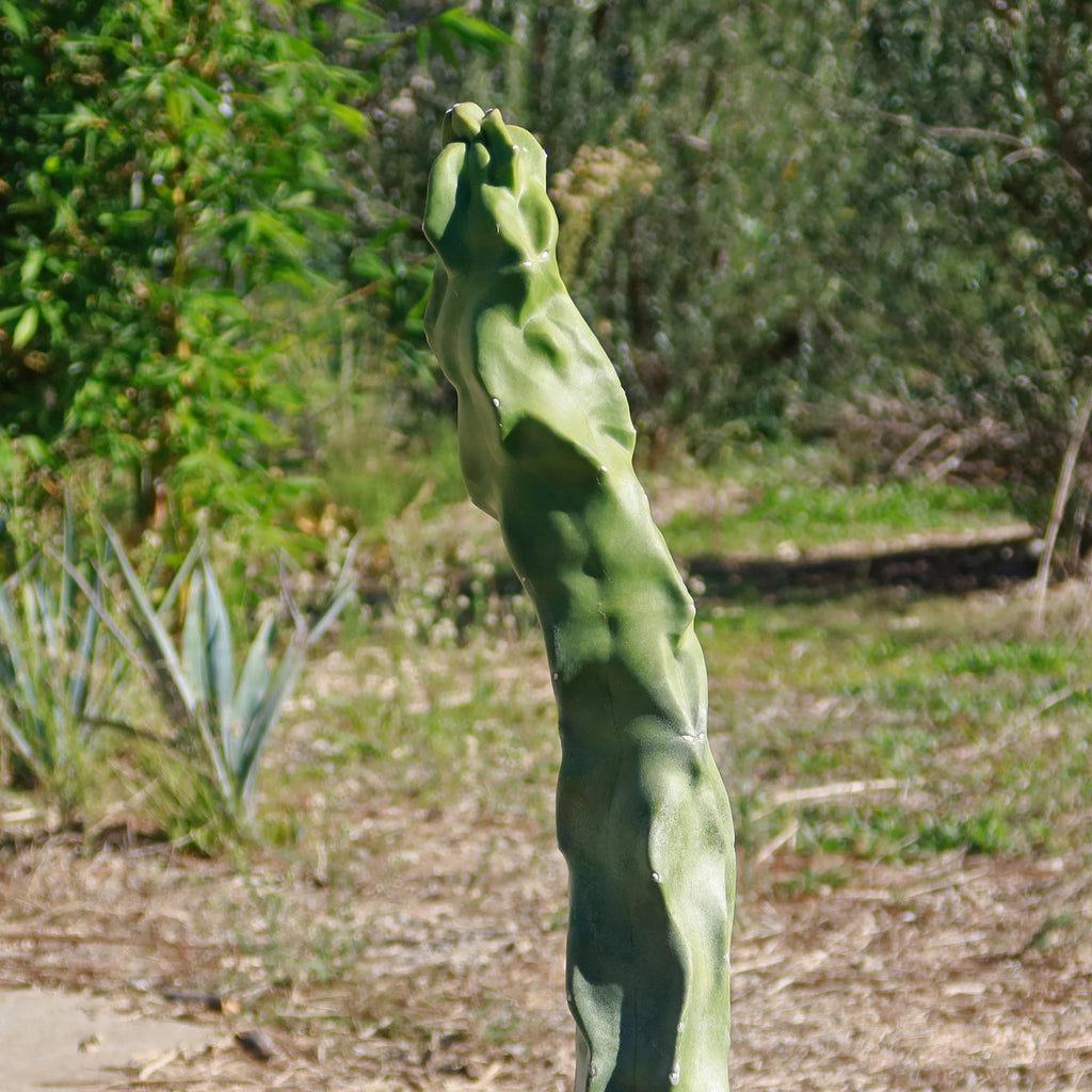 Lophocereus schottii "mieckleyanus"(Skinny)