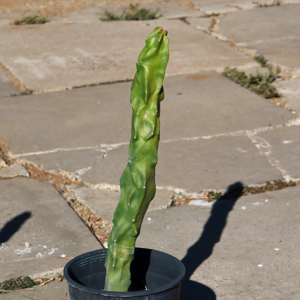Lophocereus schottii "mieckleyanus"(Skinny)