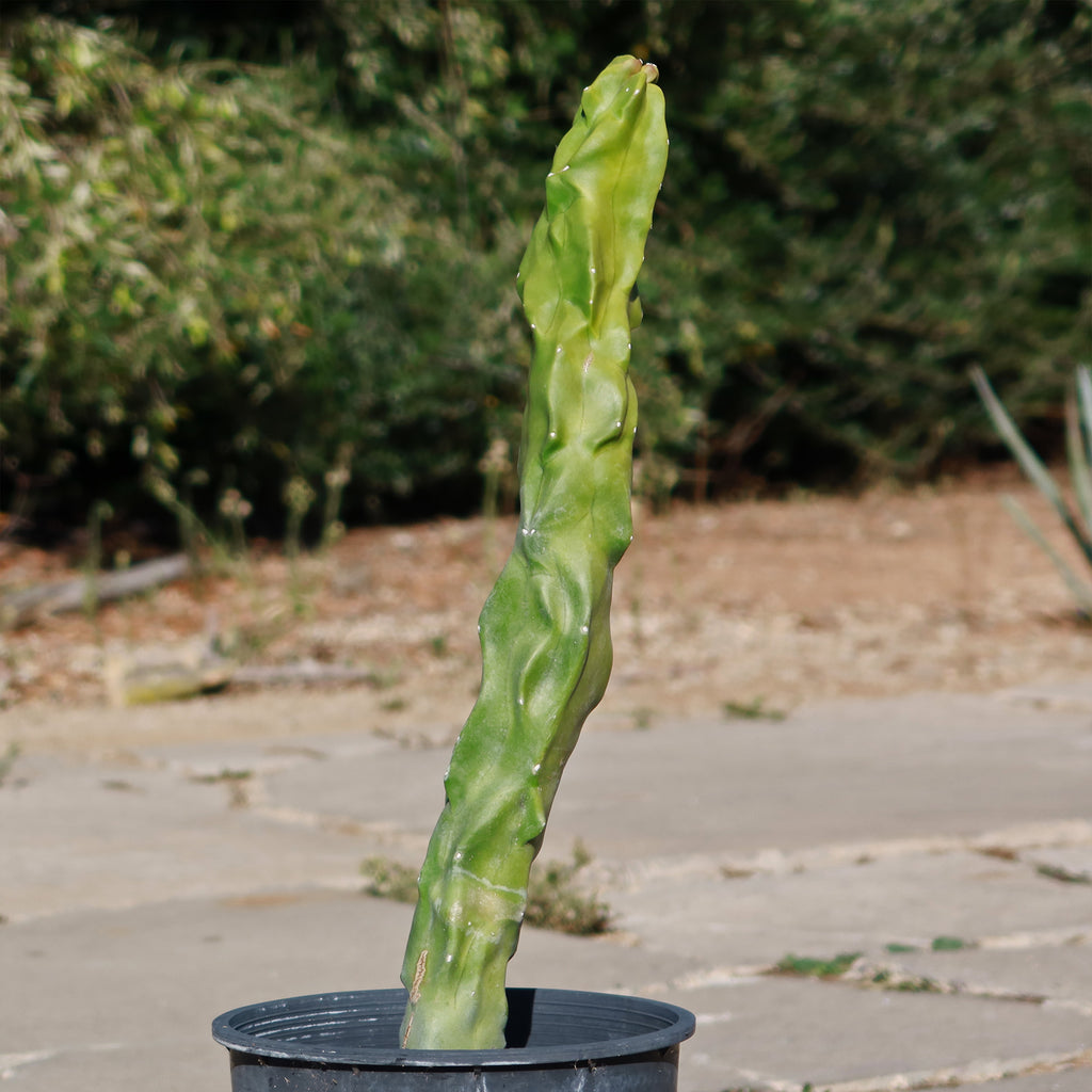 Lophocereus schottii "mieckleyanus"(Skinny)